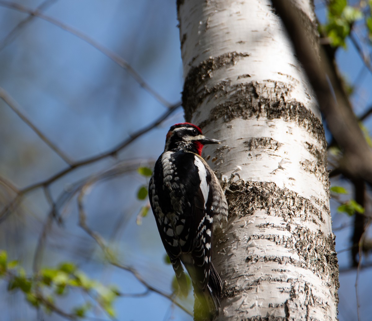 Red-naped Sapsucker - Rick Zapf