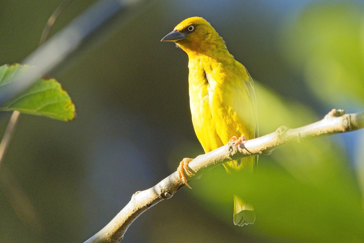 Cape Weaver - Xabier Vázquez Pumariño