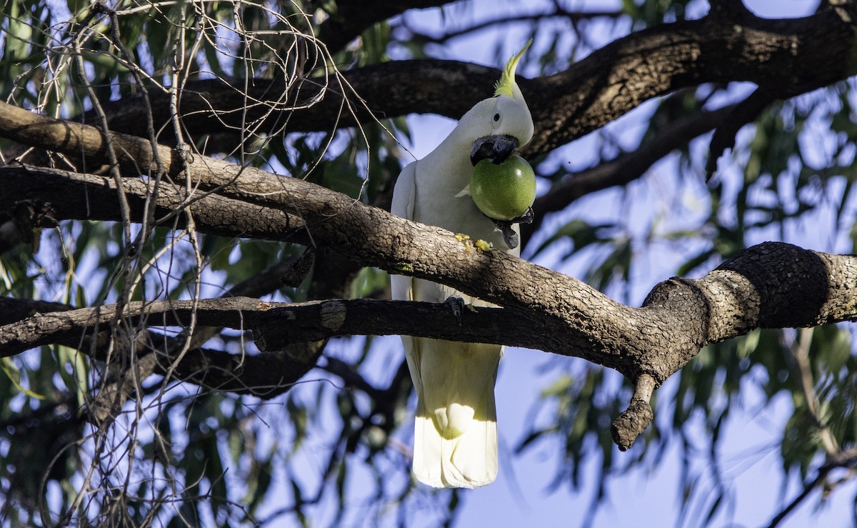 Sulphur-crested Cockatoo - ML617382909