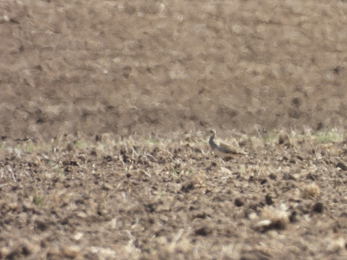 Upland Sandpiper - Kelly Ormesher