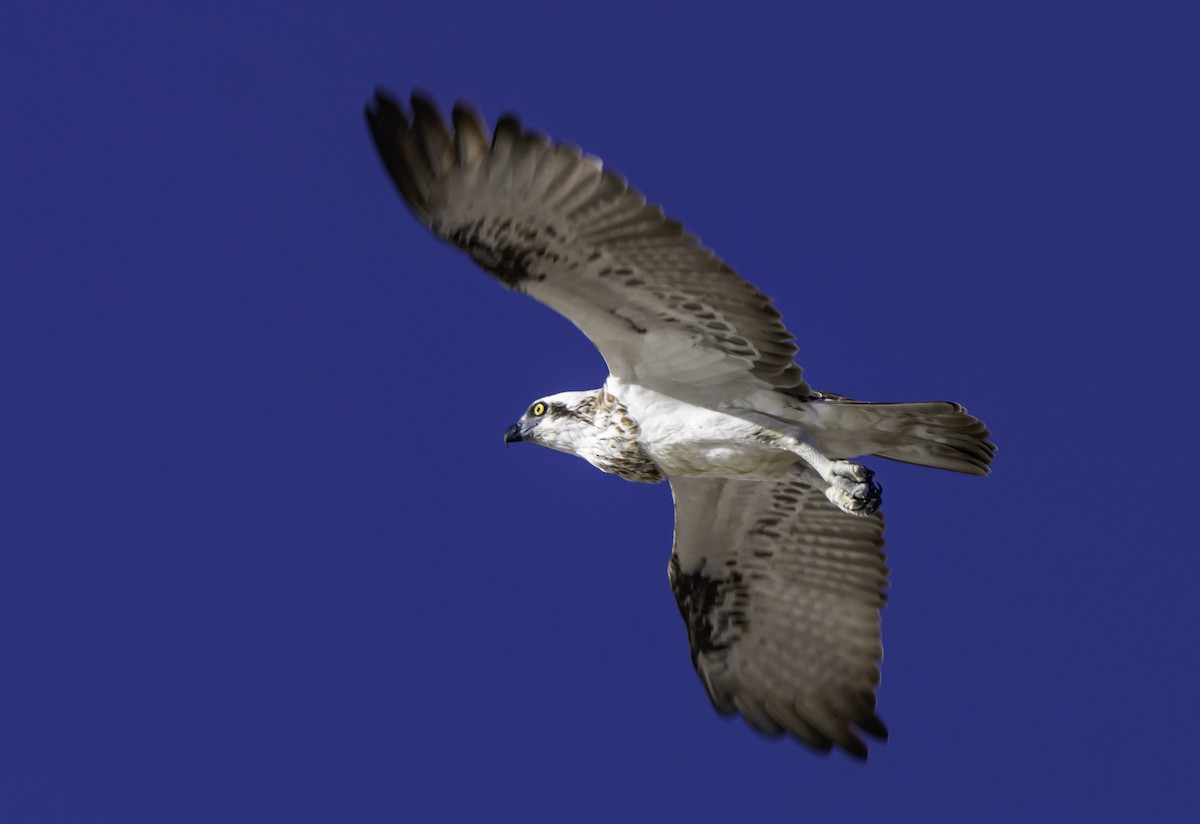 Osprey - ML617382952