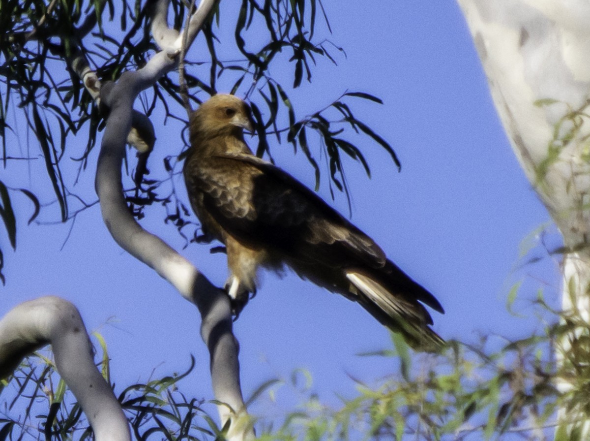 Whistling Kite - ML617382968