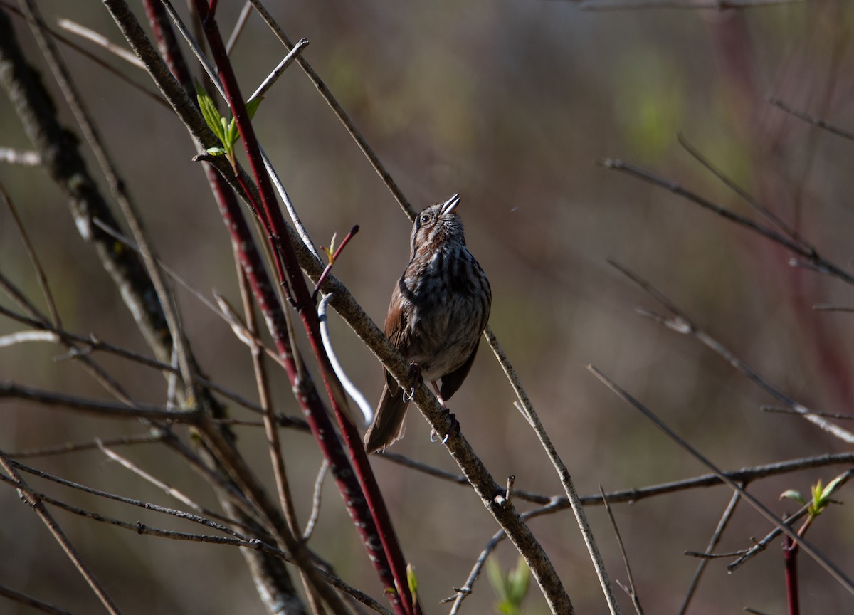 Song Sparrow - Rick Zapf