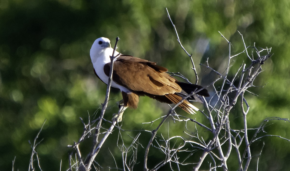 Brahminy Kite - Rebel Warren and David Parsons