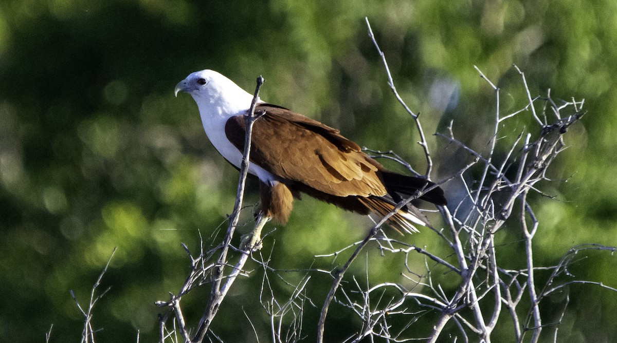 Brahminy Kite - ML617382984