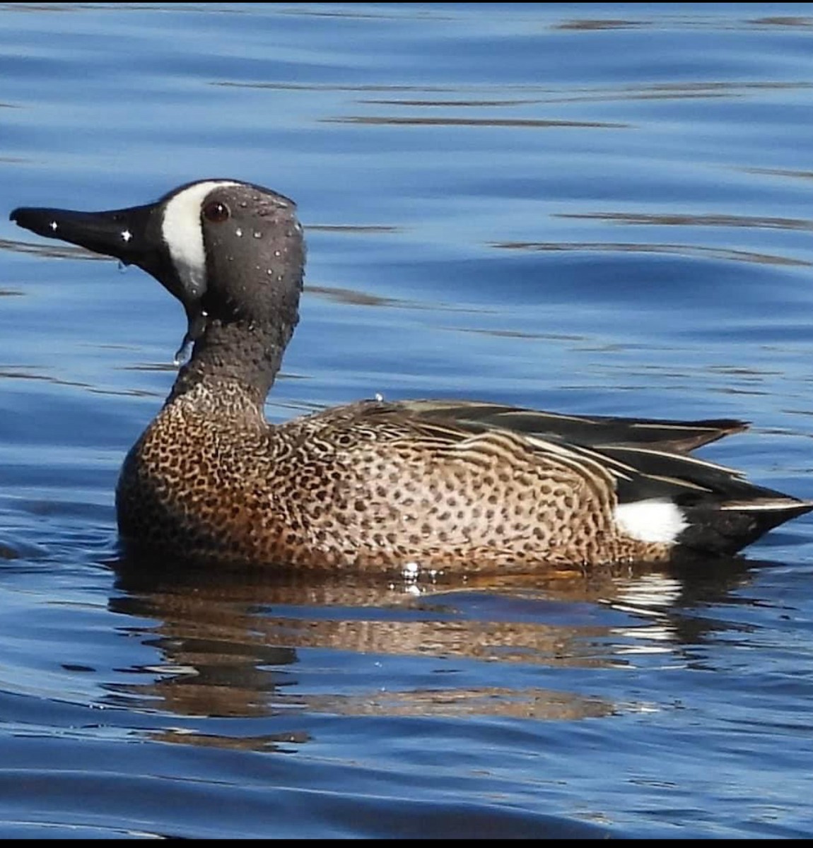 Blue-winged Teal - ML617383098