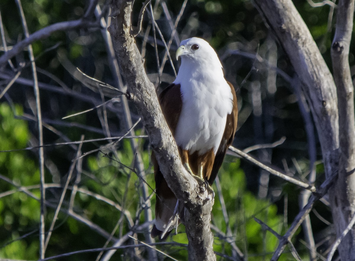 Brahminy Kite - ML617383158