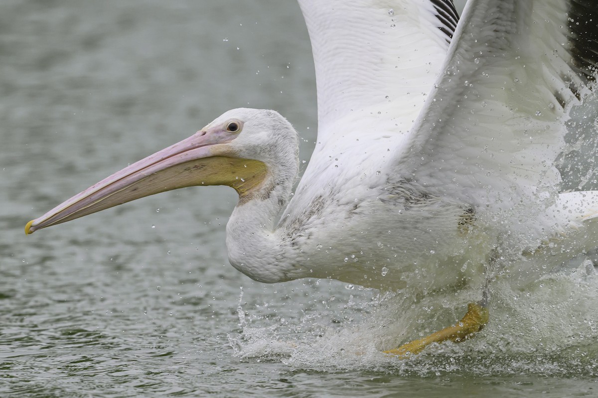 American White Pelican - ML617383168