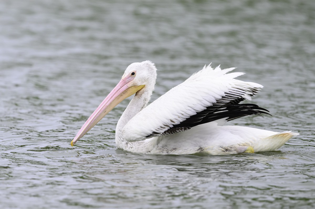 American White Pelican - ML617383169