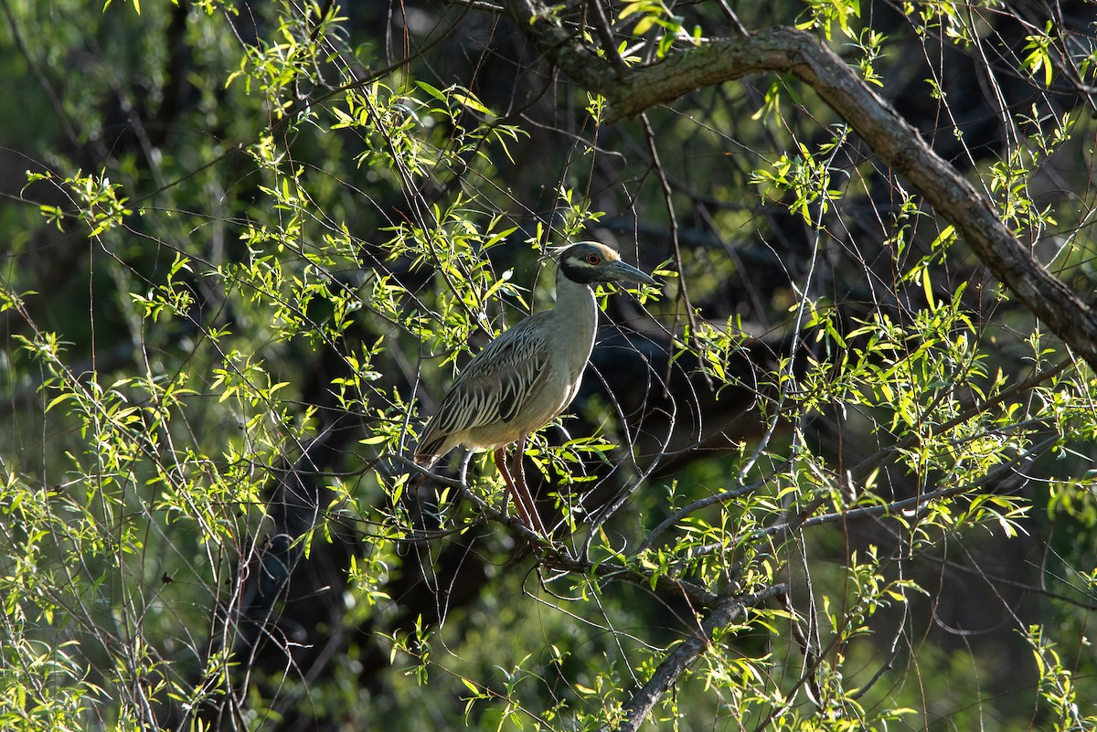 Yellow-crowned Night Heron - Hunter Griffey