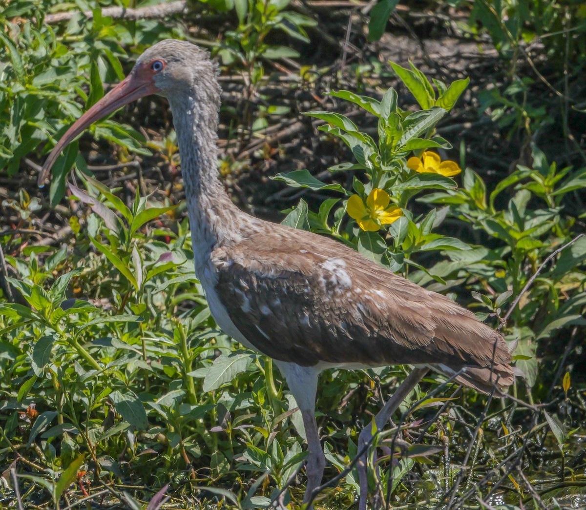 White Ibis - ML617383203