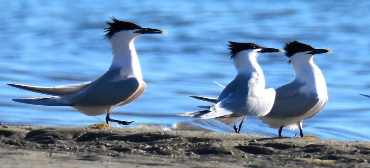 Sandwich Tern - Lisa Tucci