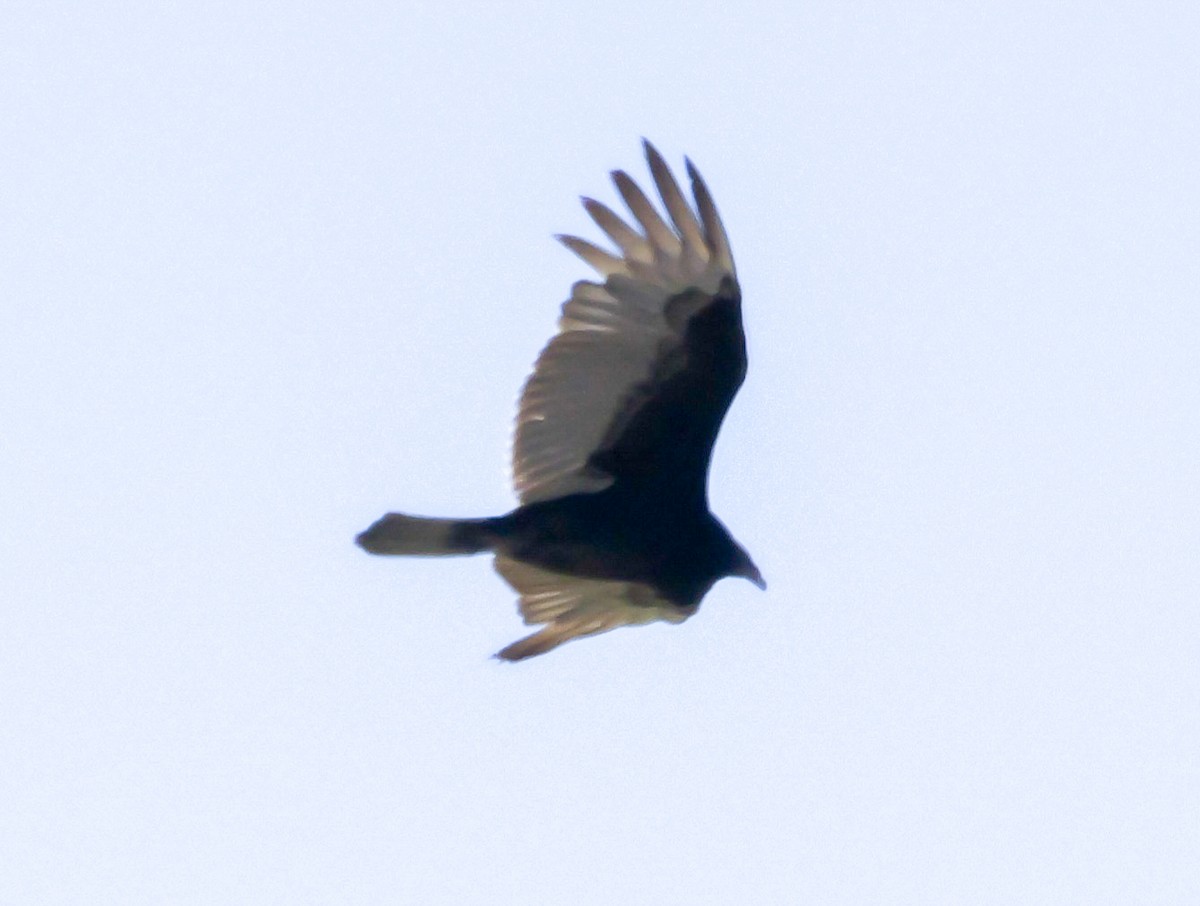 Turkey Vulture - ML617383217