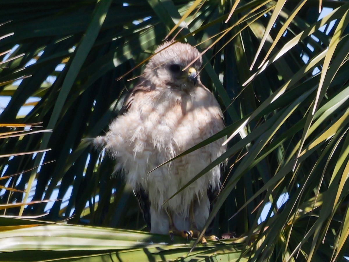 Red-shouldered Hawk - ML617383232