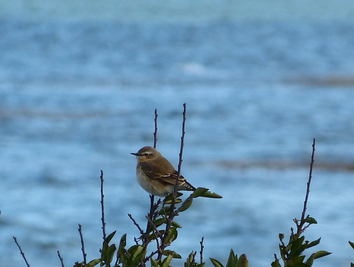 Northern Wheatear - ML617383233