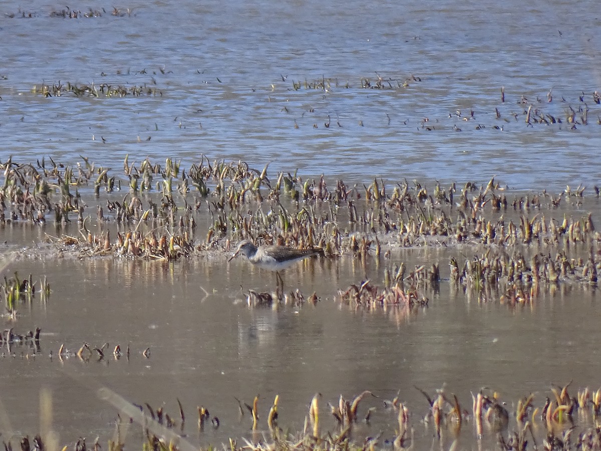 Lesser Yellowlegs - Malcolm Oosting-Sineath