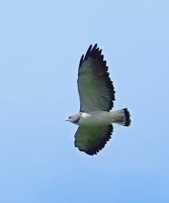 White-tailed Hawk - ML617383245
