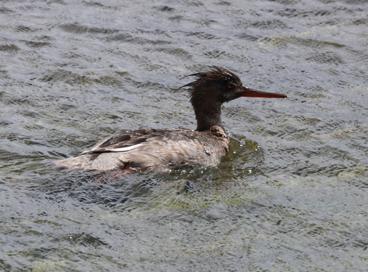 Red-breasted Merganser - ML617383251