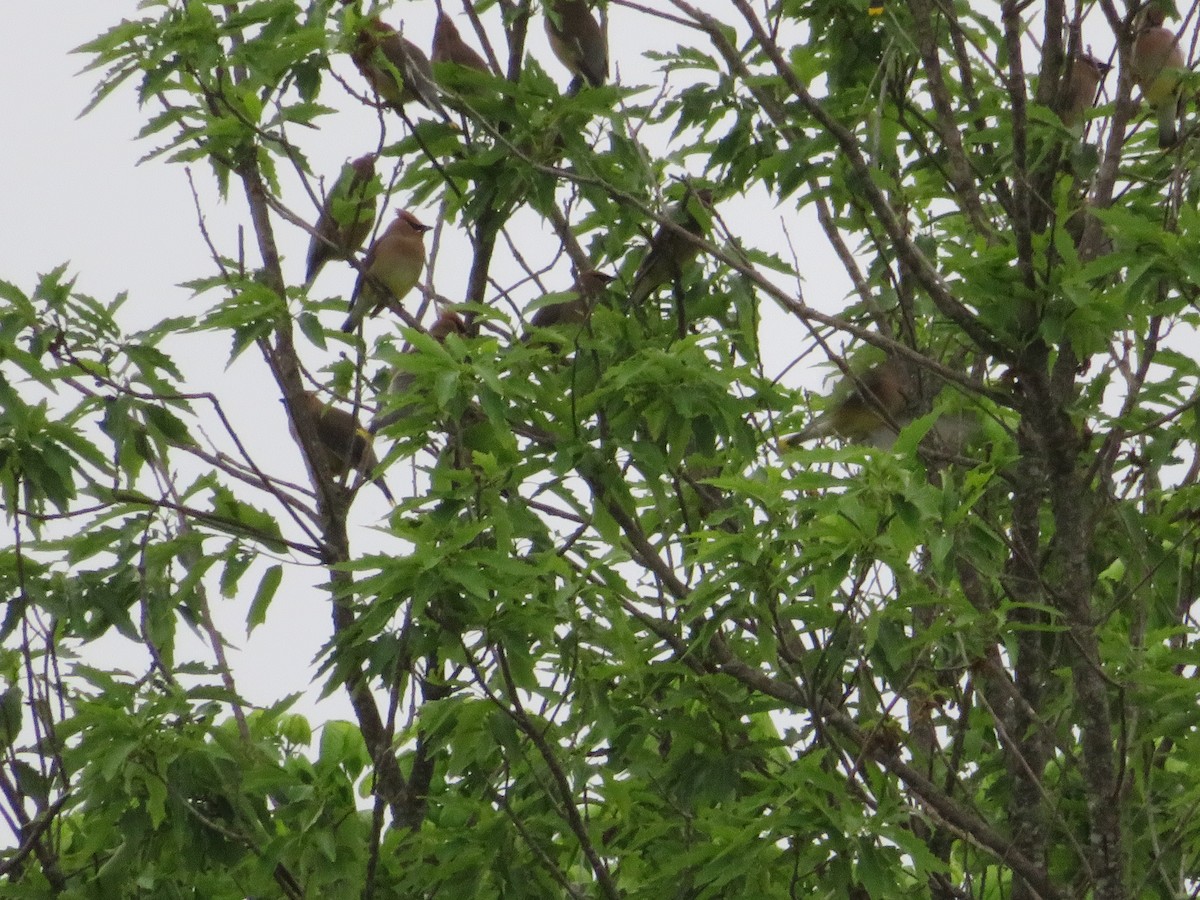 Cedar Waxwing - ML617383269