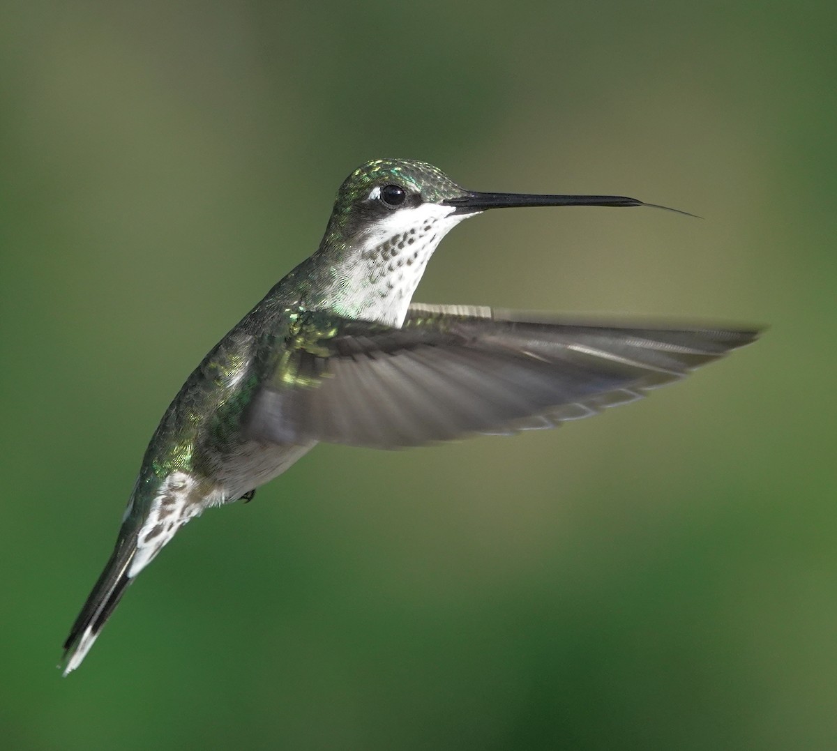 Colibrí Escamoso - ML617383304