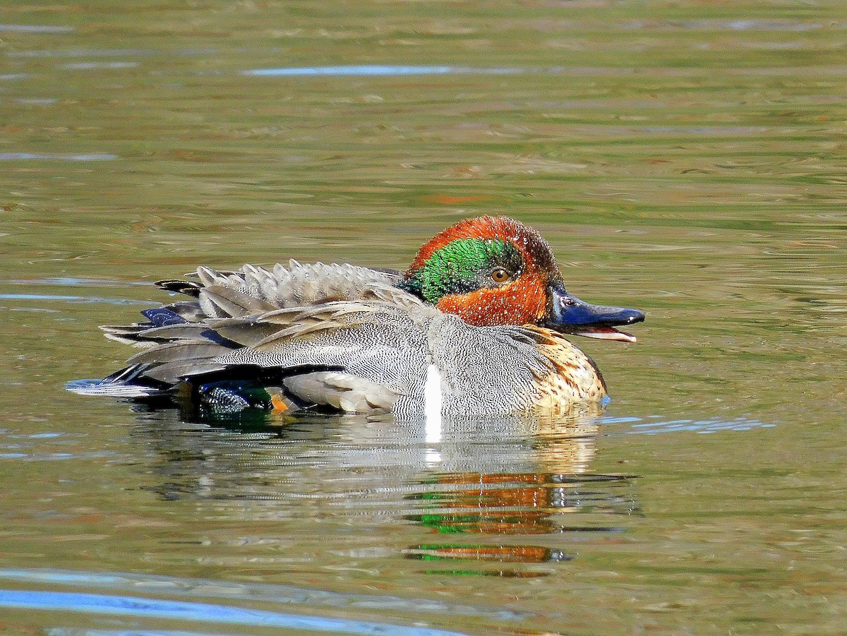 Green-winged Teal - ML617383308