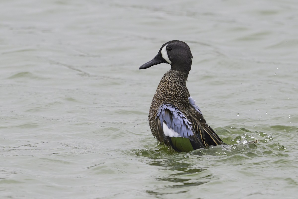 Blue-winged Teal - ML617383375