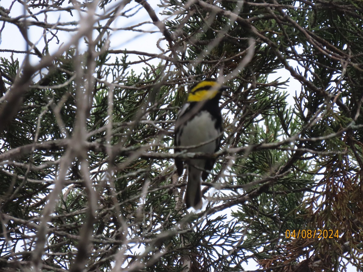 Golden-cheeked Warbler - ML617383386