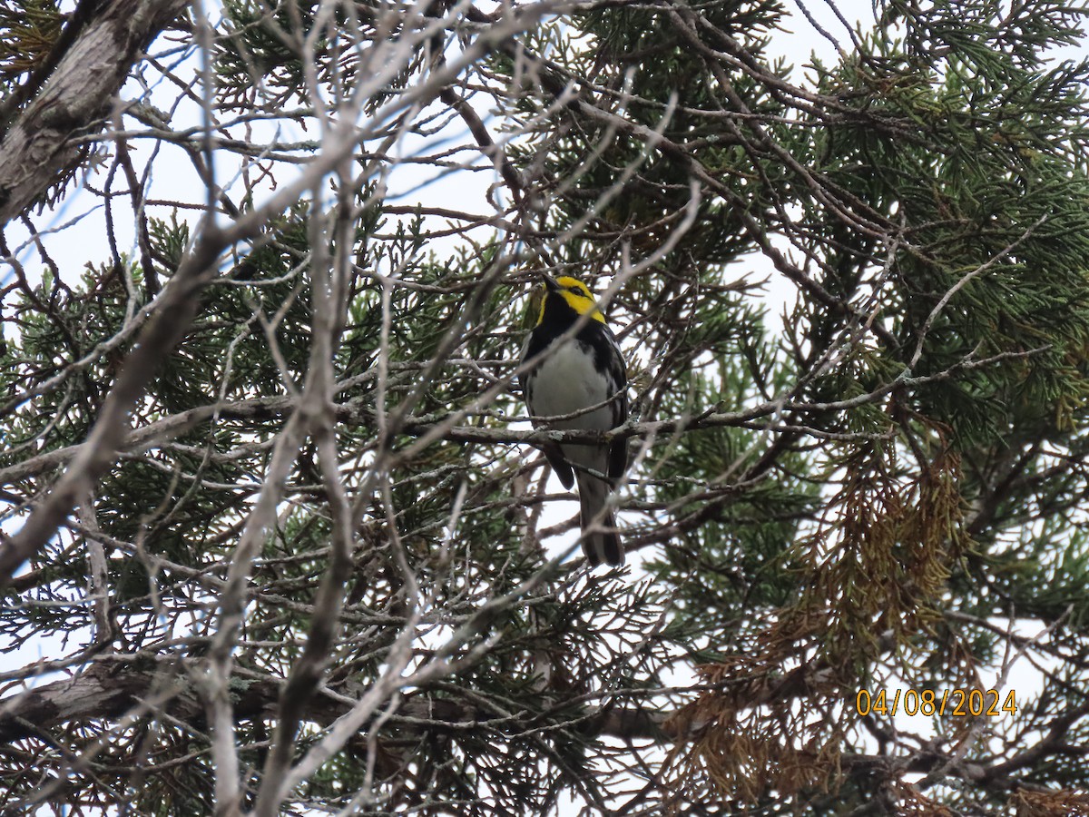 Golden-cheeked Warbler - ML617383387