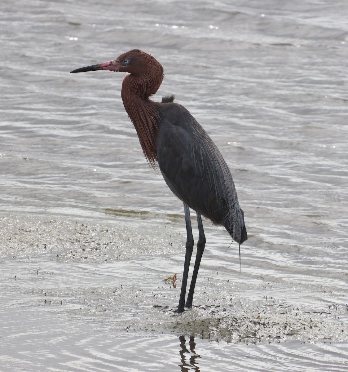 Reddish Egret - ML617383391