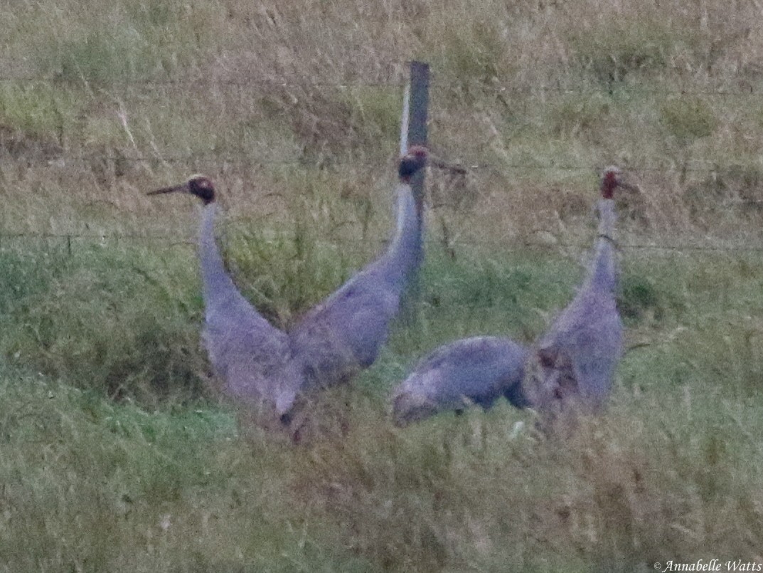 Sarus Crane - Justin Watts