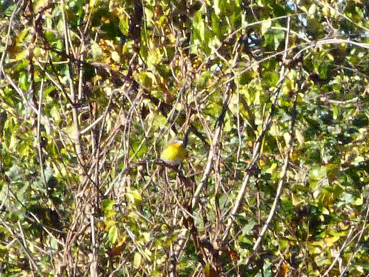 Yellow-breasted Chat - ML617383404