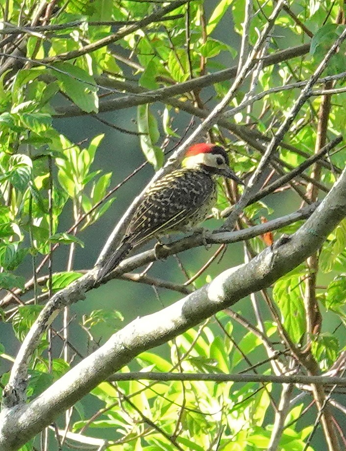 Green-barred Woodpecker - ML617383441