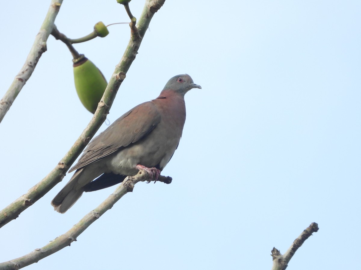 Pale-vented Pigeon - Henry Griffin
