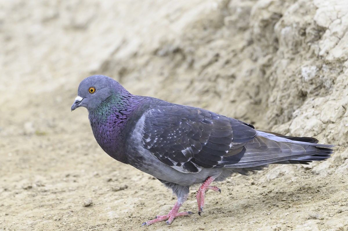 Pigeon biset (forme domestique) - ML617383457