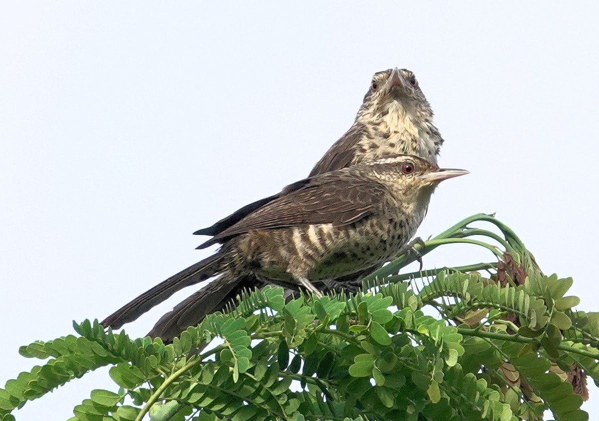 Thrush-like Wren - ML617383462