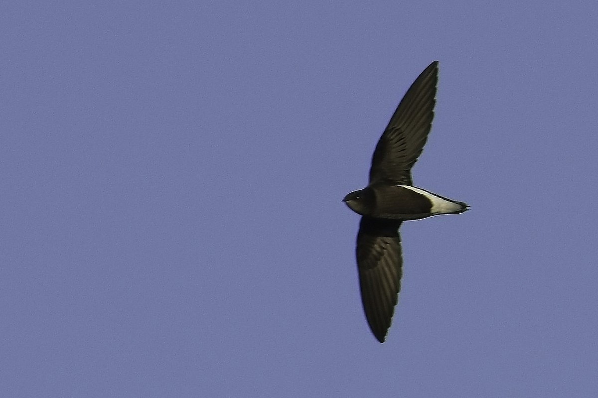 Silver-backed Needletail - Max Schwenne
