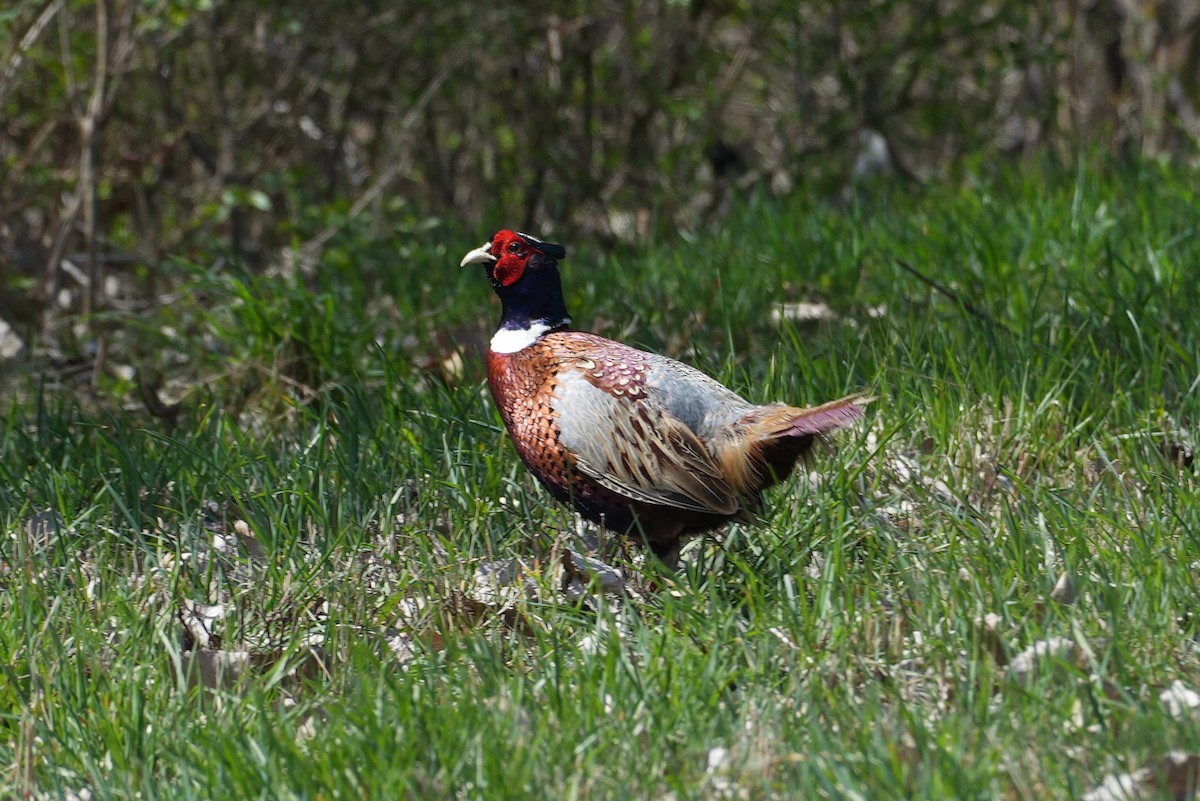 Ring-necked Pheasant - ML617383506