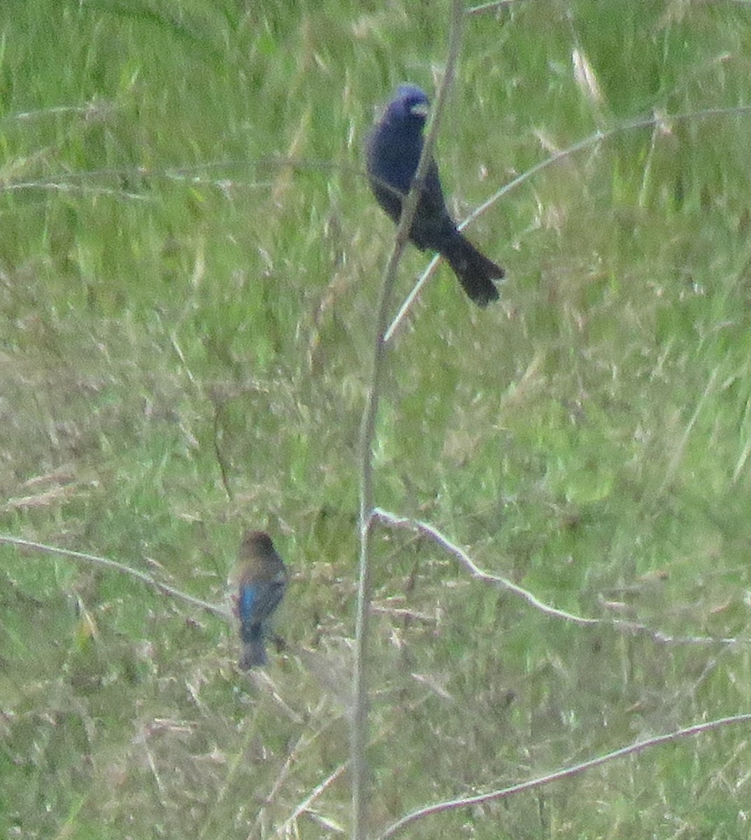 Lazuli Bunting - ML617383546