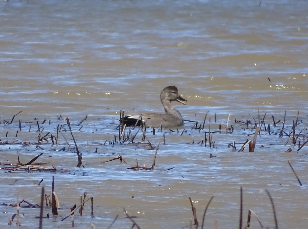 Gadwall - ML617383552