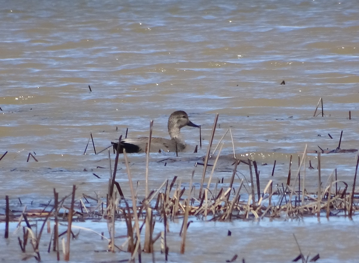 Canard chipeau - ML617383553