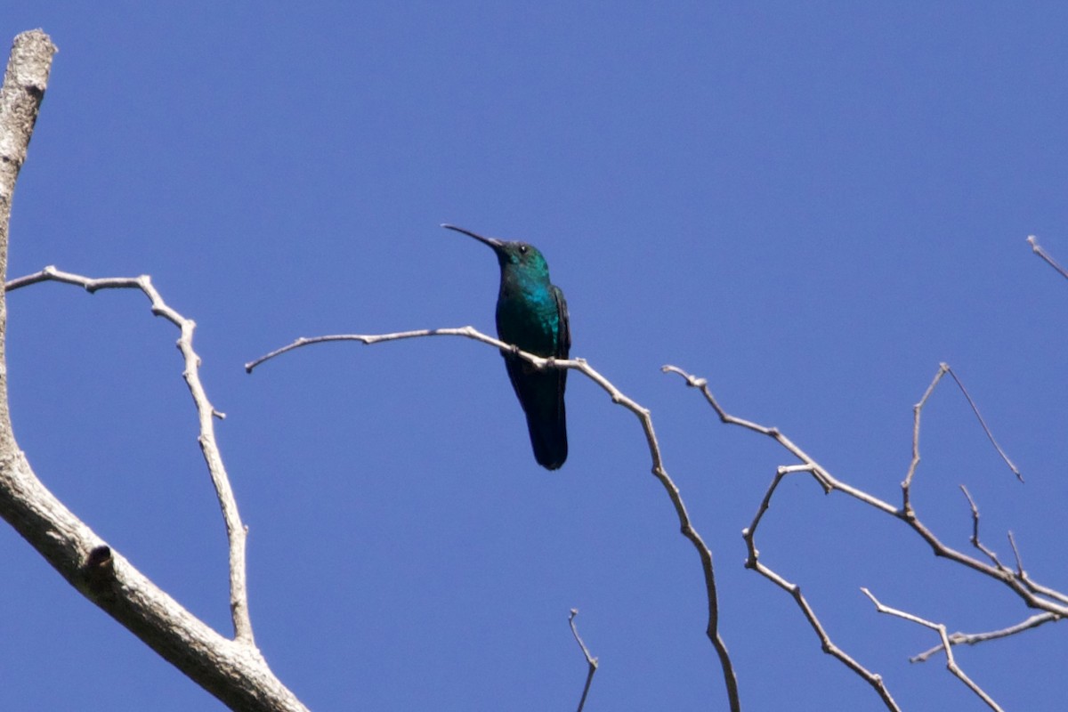 kolibřík smaragdový - ML617383554