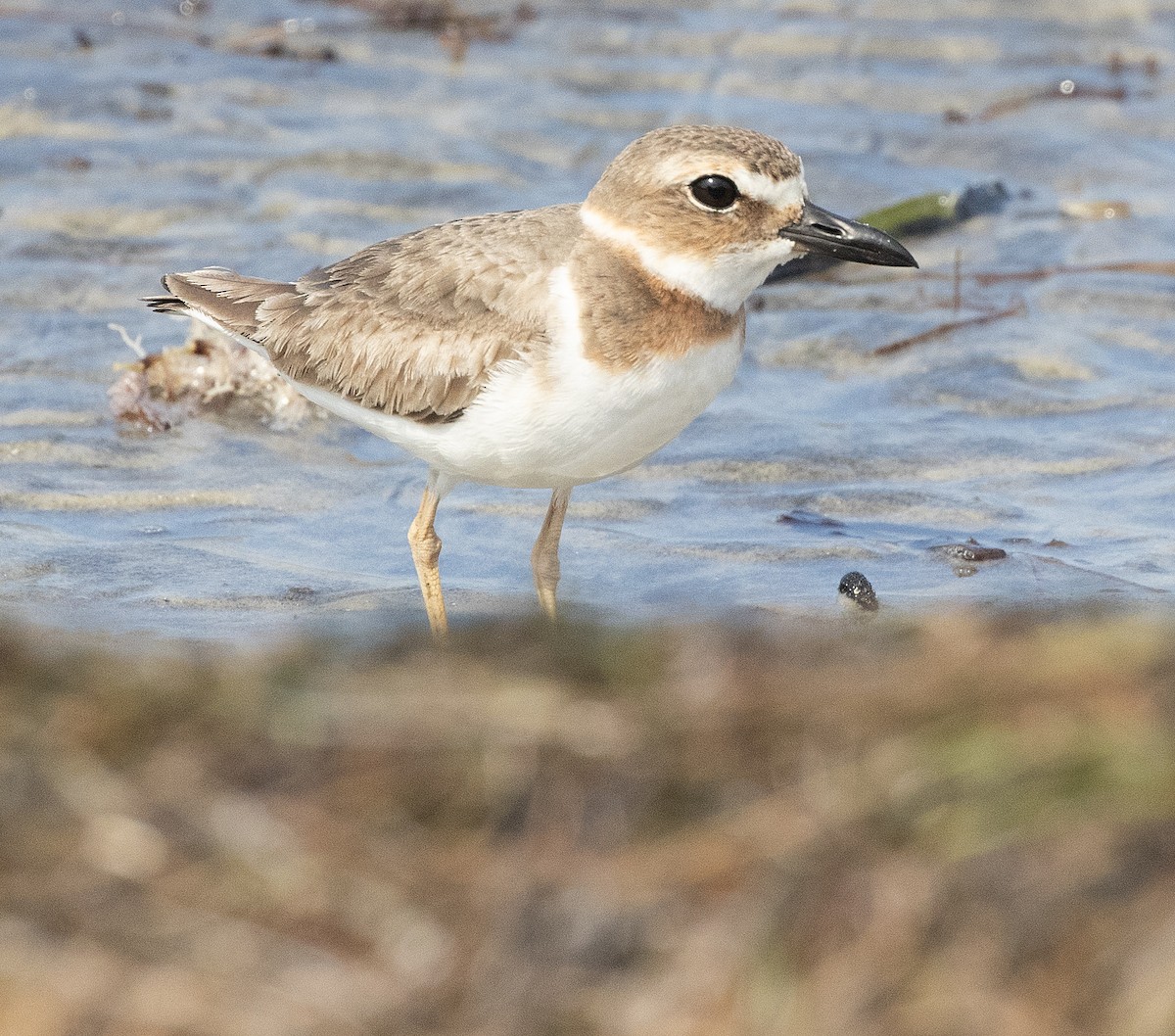 Wilson's Plover - ML617383581