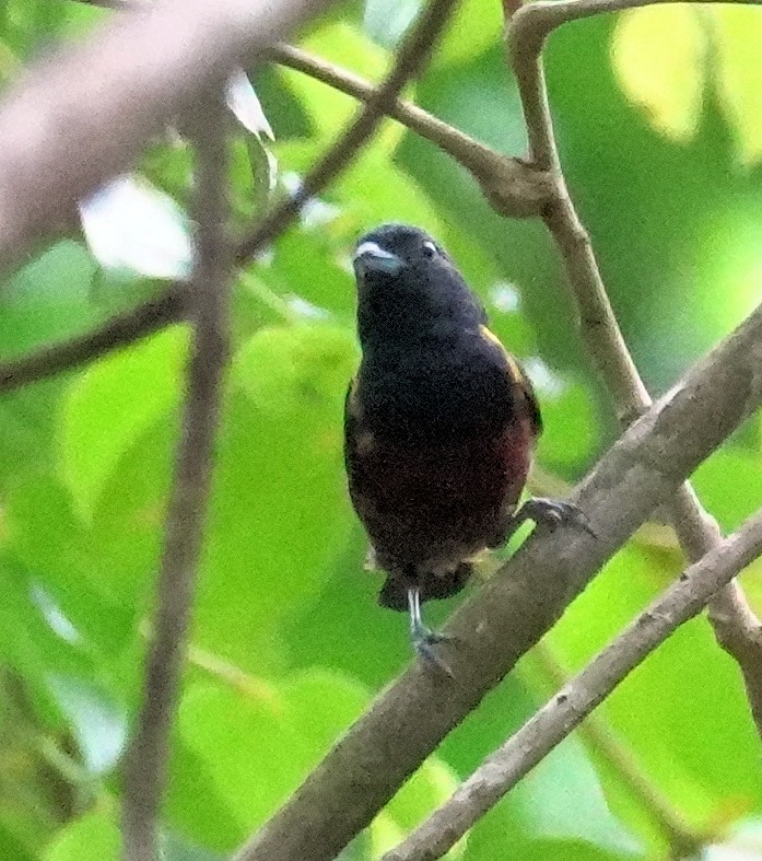 Chestnut-bellied Euphonia - ML617383621