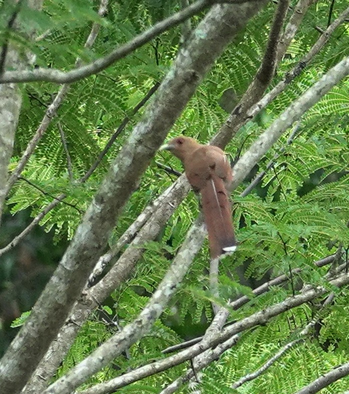 Squirrel Cuckoo - ML617383634