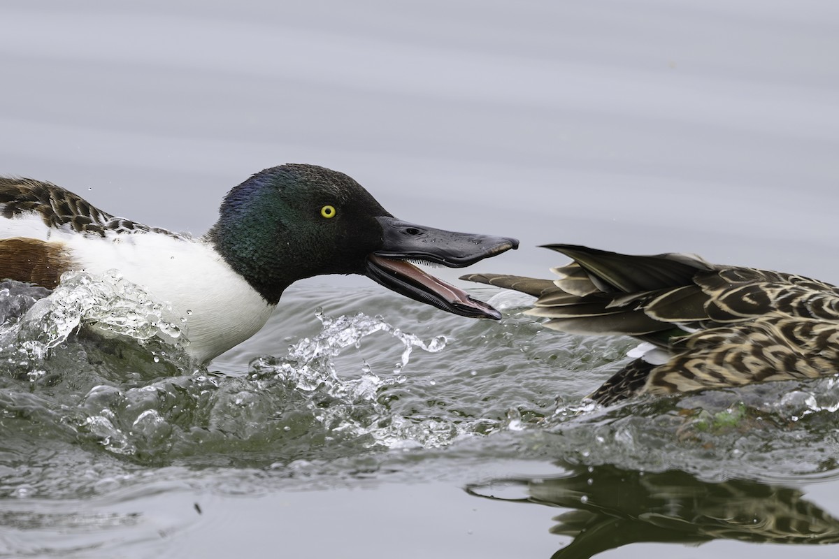 Northern Shoveler - ML617383752