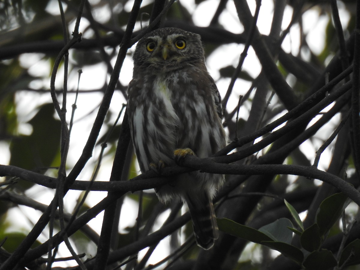 Ferruginous Pygmy-Owl - Bruno Albertini