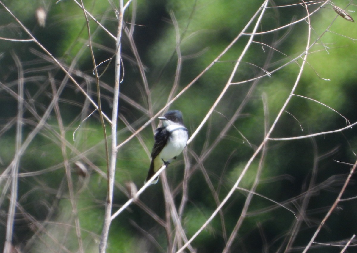 Eastern Kingbird - ML617383804