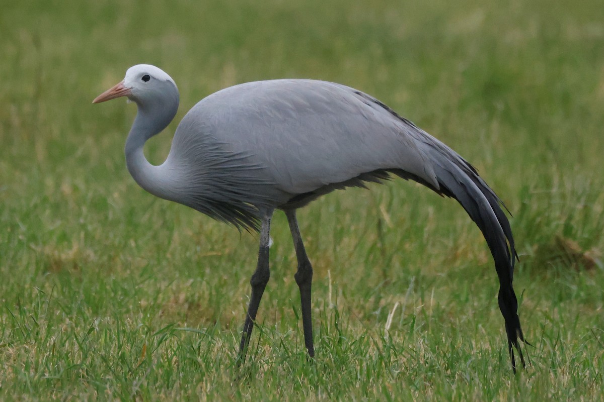 Blue Crane - John Mills