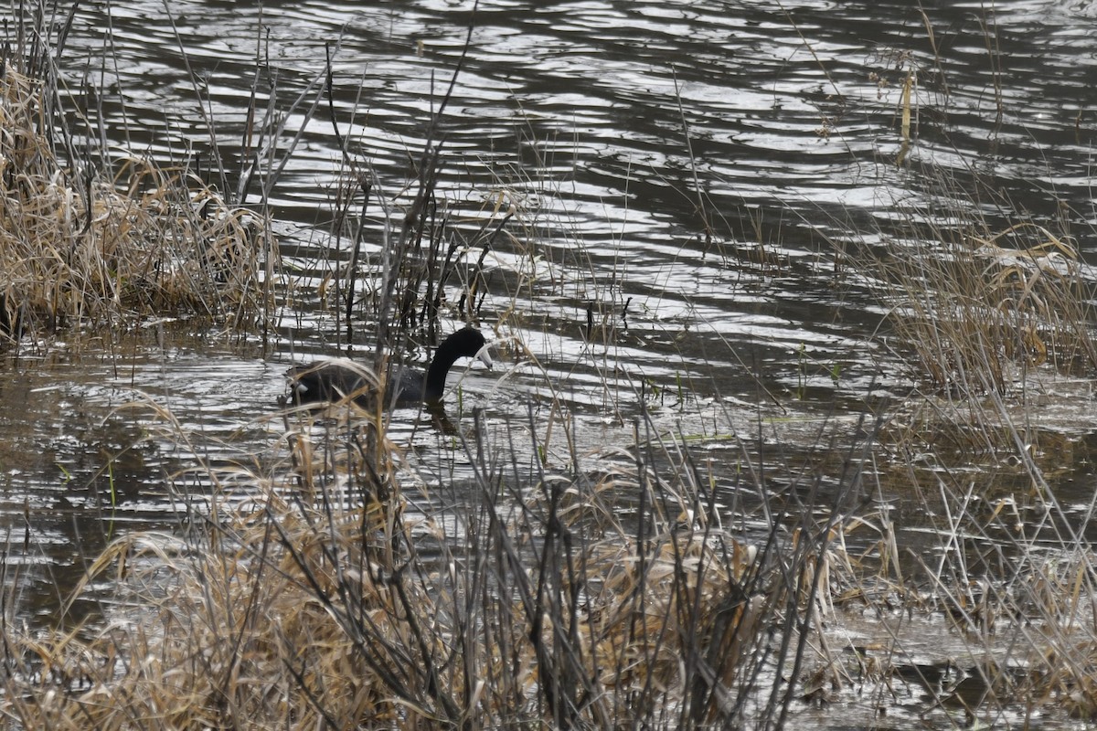 American Coot - ML617383831