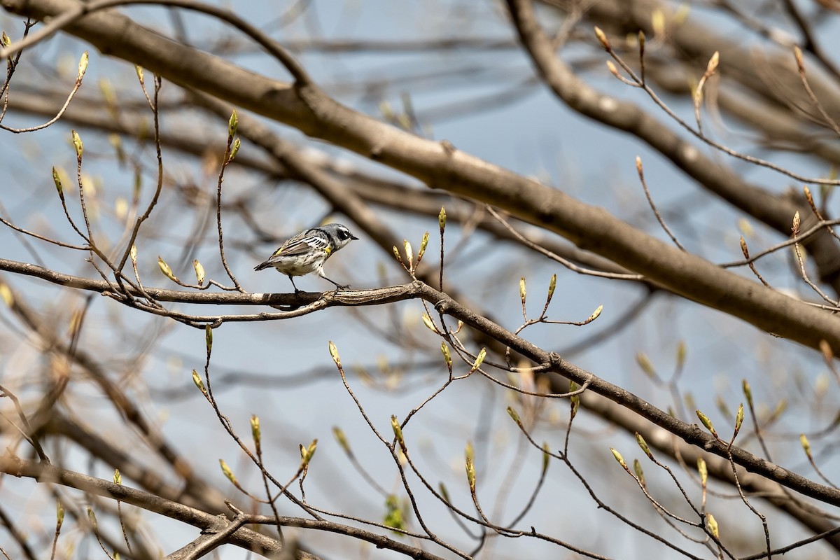 Yellow-rumped Warbler - ML617383832